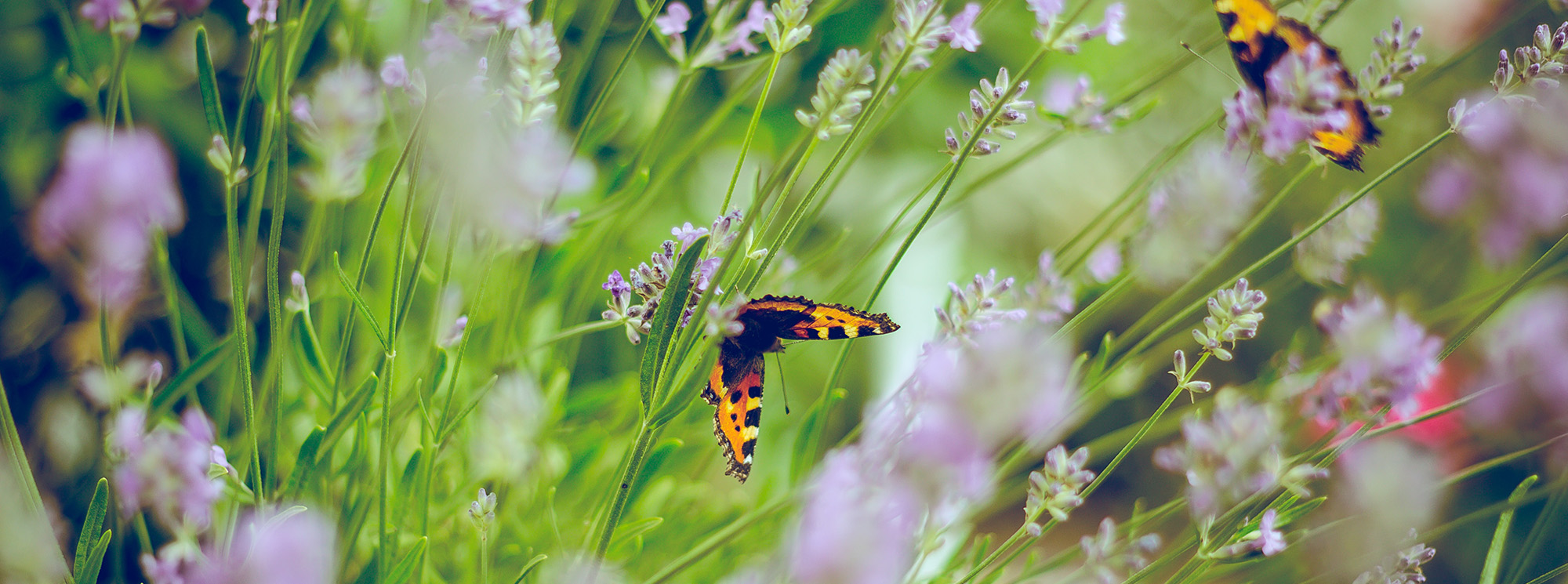Cultivating Your Inner Garden: Why Ayurveda offers the Best  Approach to Personalized Healing
