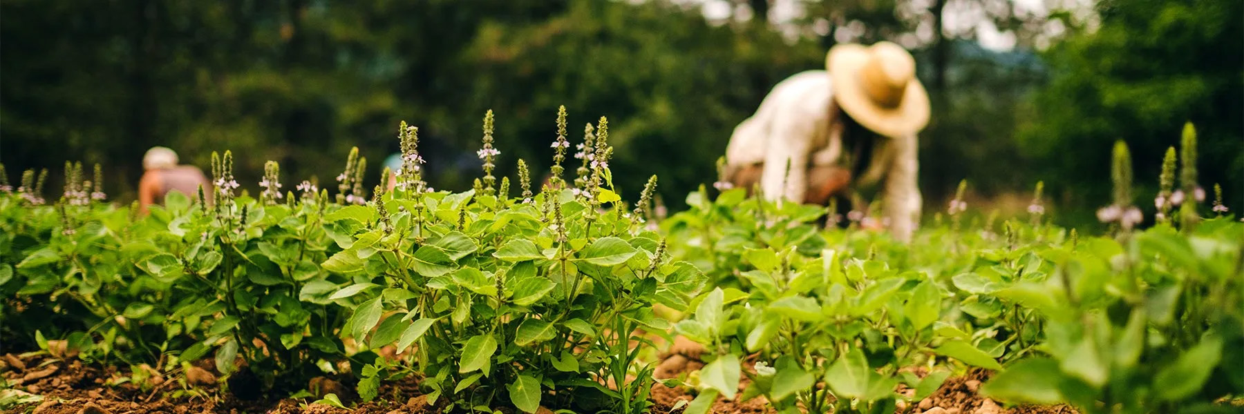 What to Expect in the Institute’s Ayurvedic Studies Program 3