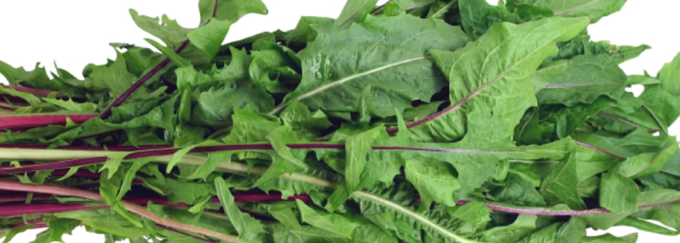 Creamy Dandelion Salad Recipe